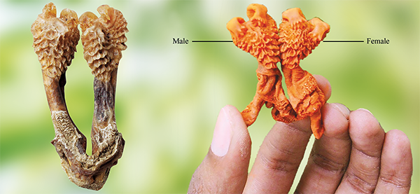 Original Hatha Jodi – Used in Tantra & Vedic Rituals