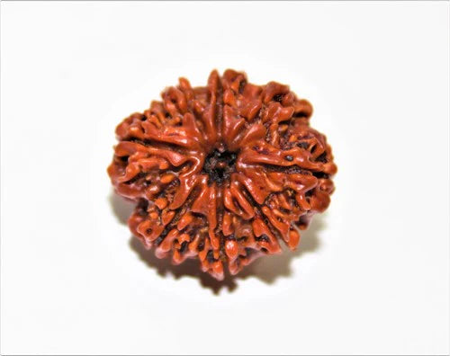 8 MUKHI CERTIFIED RUDRAKSHA (NEPALI ORIGIN)