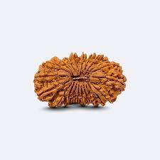Original 21 Mukhi Nepali Rudraksha Bead | Kuber Rudraksha for Wealth & Divine Protection