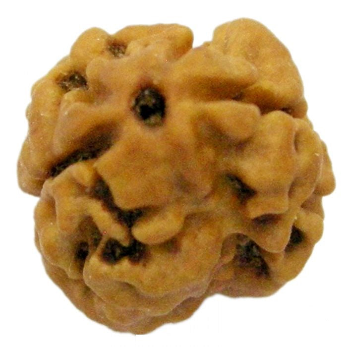 2 MUKHI RUDRAKSHA