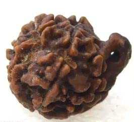 Ganesh Rudraksha