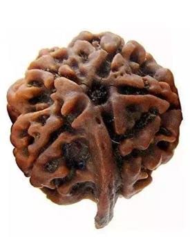 Ganesh Rudraksha