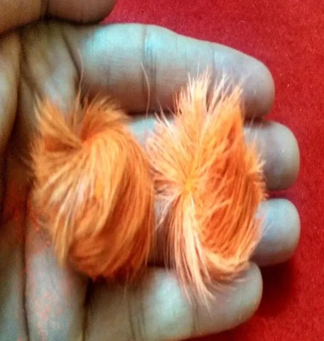 Siyar Singhi Energised Male & Female Pair