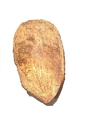 पूजा के लिए मूल एकशी/एकक्षी नारियाल/वन आई कोकोनट - 2 पीस/Original Ekashi/Ekakshi Nariyal/One Eye Coconut for Puja - 2 Pieces