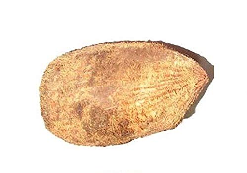 पूजा के लिए मूल एकशी/एकक्षी नारियाल/वन आई कोकोनट - 2 पीस/Original Ekashi/Ekakshi Nariyal/One Eye Coconut for Puja - 2 Pieces