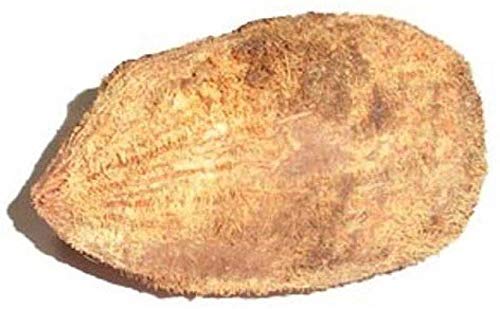 पूजा के लिए मूल एकशी/एकक्षी नारियाल/वन आई कोकोनट - 2 पीस/Original Ekashi/Ekakshi Nariyal/One Eye Coconut for Puja - 2 Pieces