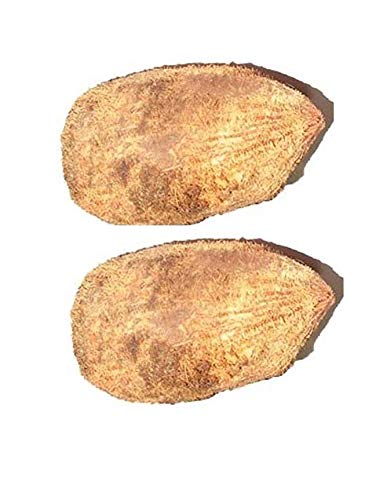 पूजा के लिए मूल एकशी/एकक्षी नारियाल/वन आई कोकोनट - 2 पीस/Original Ekashi/Ekakshi Nariyal/One Eye Coconut for Puja - 2 Pieces