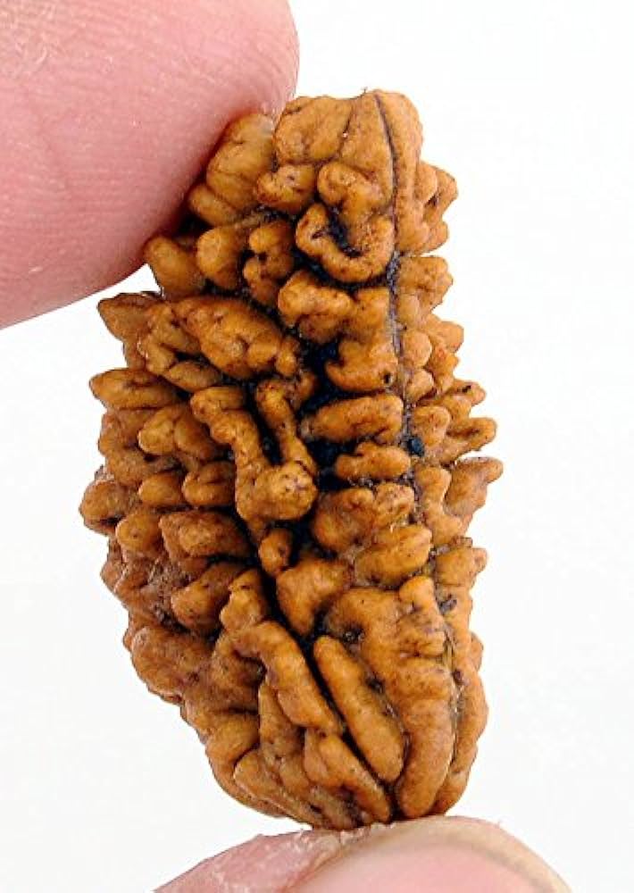 1 MUKHI RUDRAKSHA CERTIFIED