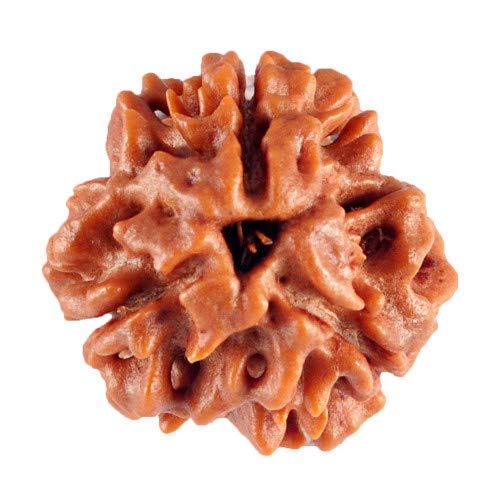 3 MUKHI RUDRAKSHA - NEPALI CERTIFIED