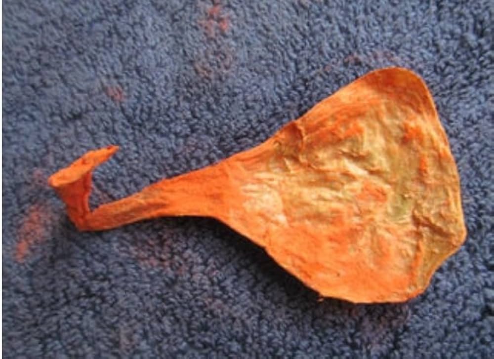 Billi Ki Nal Energised Cat Naval Chord for Business and Wealth Kaali Billi Ki Jer