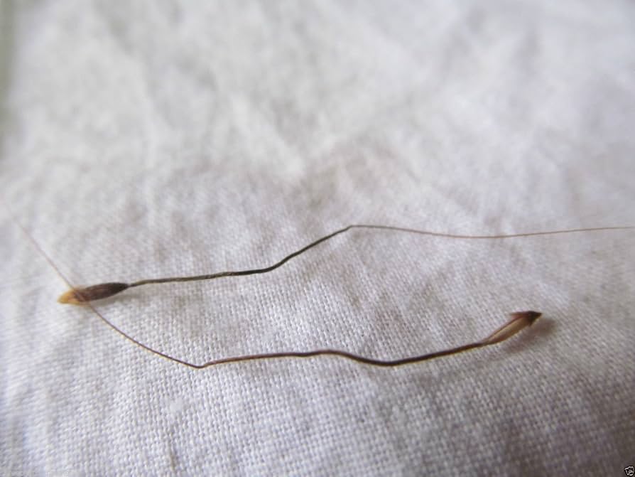 🕉️ Man Mohini Tilak – आकर्षण और सकारात्मक ऊर्जा का प्रतीक