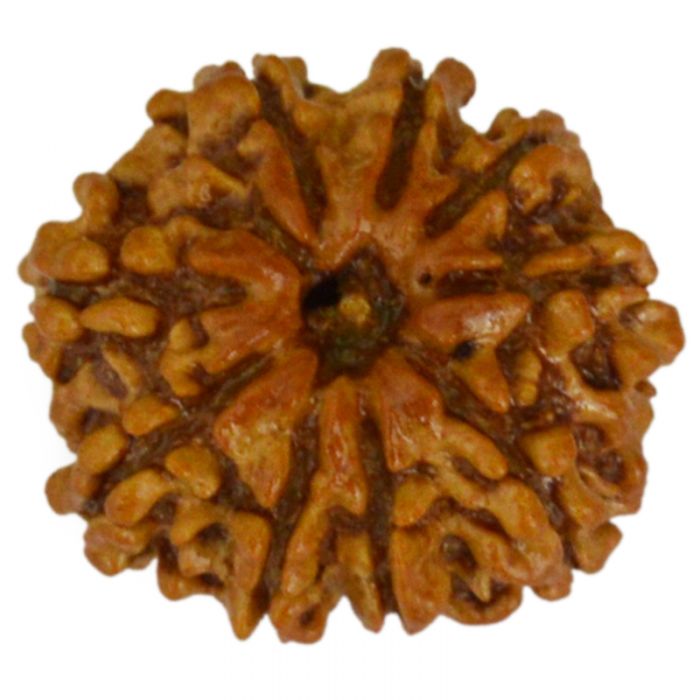 9 MUKHI CERTIFIED RUDRAKSHA (NEPAL ORIGIN)