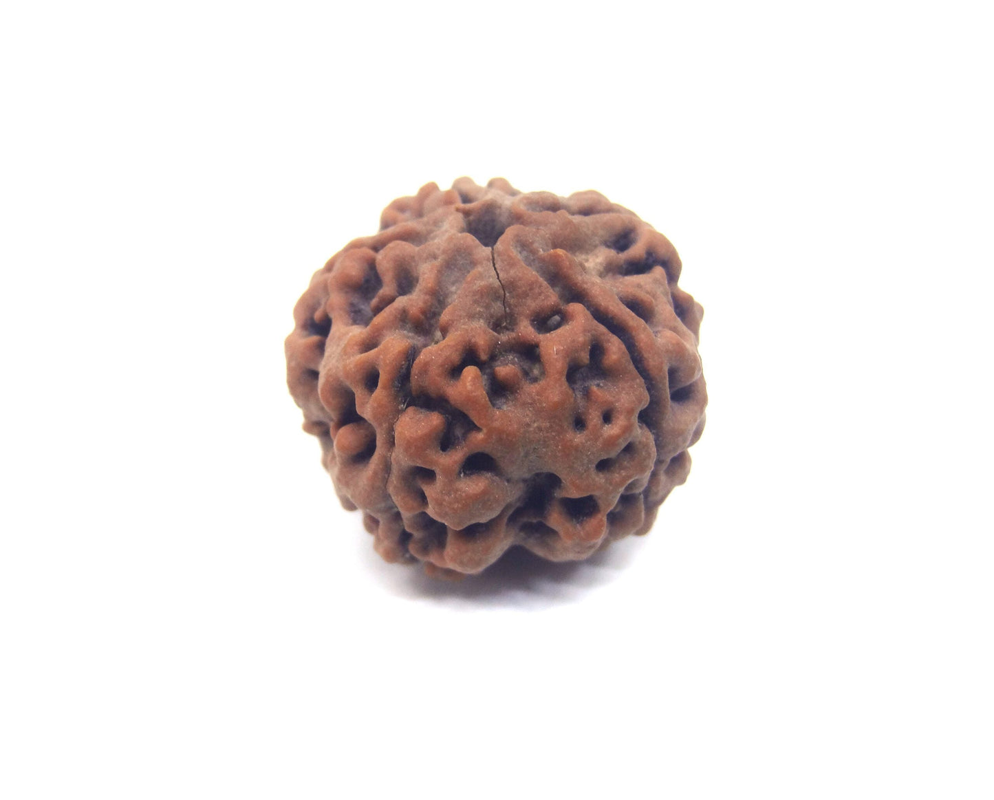 5 MUKHI CERTIFIED RUDRAKSHA NEPAL