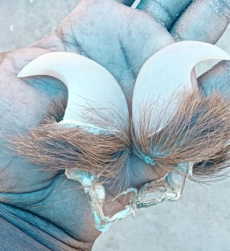 Natural Lion Claw Pair Pendants – Symbol of Power  Protection