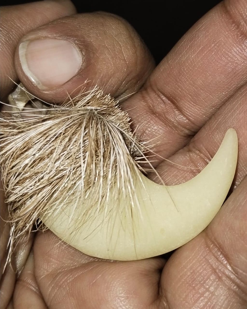 Natural Lion Claw Pair Pendants – Symbol of Power  Protection