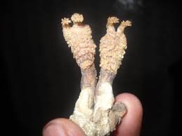 Original Hatha Jodi – Used in Tantra & Vedic Rituals