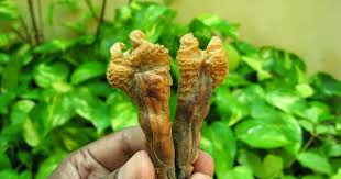 Original Hatha Jodi – Used in Tantra & Vedic Rituals