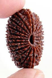 Original 21 Mukhi Nepali Rudraksha Bead | Kuber Rudraksha for Wealth & Divine Protection