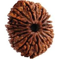 Original 21 Mukhi Nepali Rudraksha Bead | Kuber Rudraksha for Wealth & Divine Protection