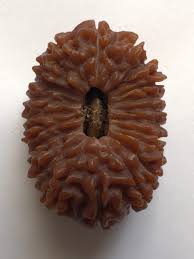 Original 21 Mukhi Nepali Rudraksha Bead | Kuber Rudraksha for Wealth & Divine Protection