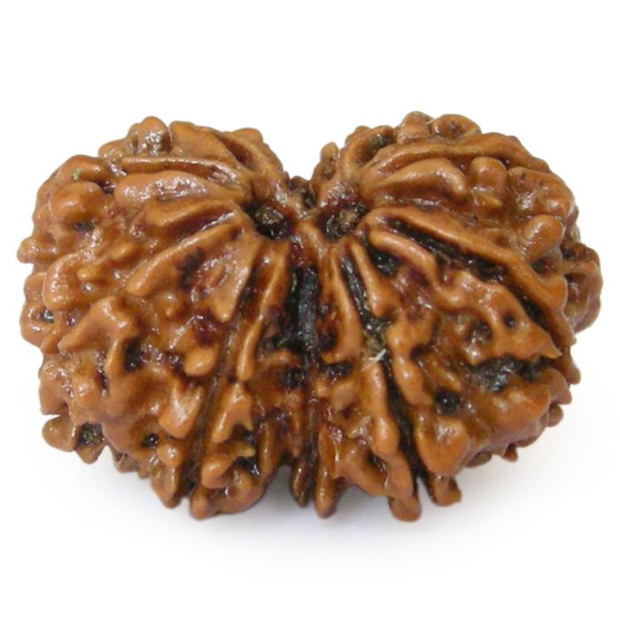 Natural Gaurishankar Rudraksha (Nepal Origin)