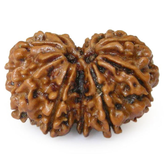 Natural Gaurishankar Rudraksha (Nepal Origin)