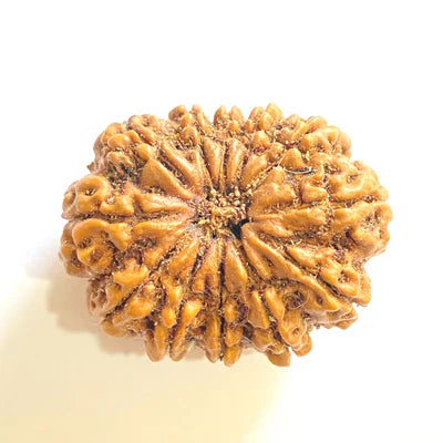 12 MUKHI RUDRAKSHA CERTIFIED (NEPALI ORIGIN)