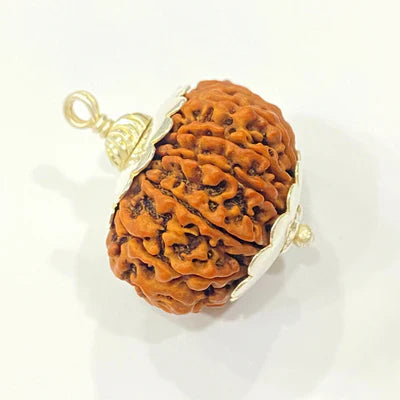 13 MUKHI RUDRAKSHA CERTIFIED NEPALI