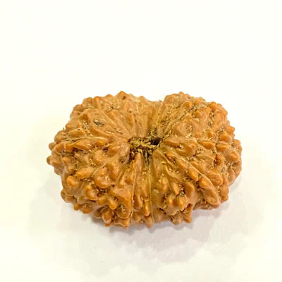 13 MUKHI RUDRAKSHA CERTIFIED NEPALI