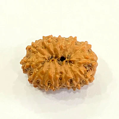 13 MUKHI RUDRAKSHA CERTIFIED NEPALI