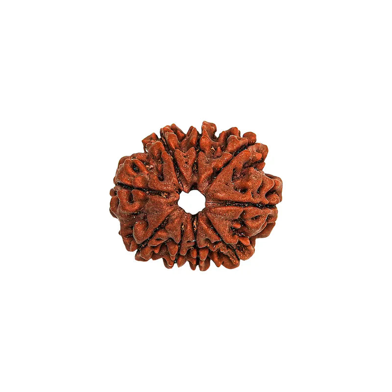 9 MUKHI CERTIFIED RUDRAKSHA (NEPAL ORIGIN)