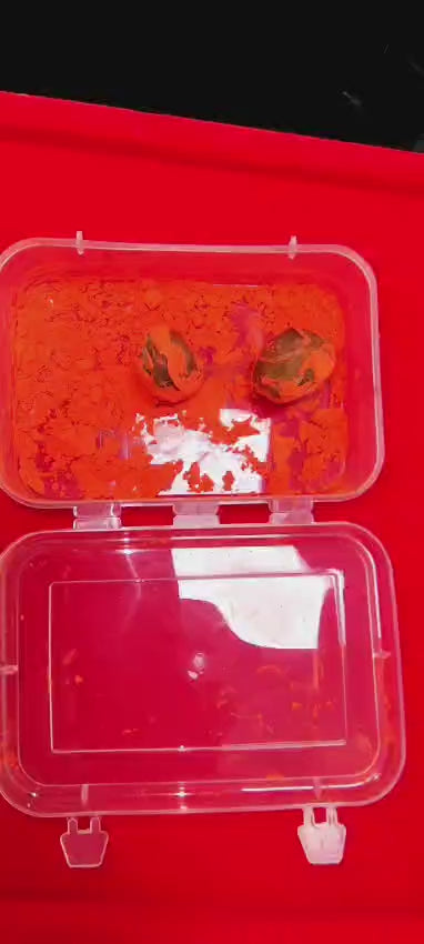 Gaj Mukta – Rare Sacred Gem Revered in Tantra Shastra
