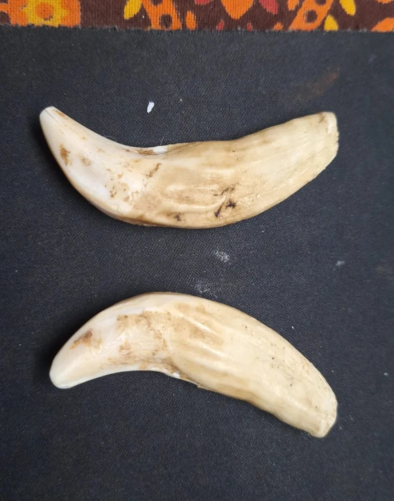 Original Shukar Dant Energized  4-5 cm