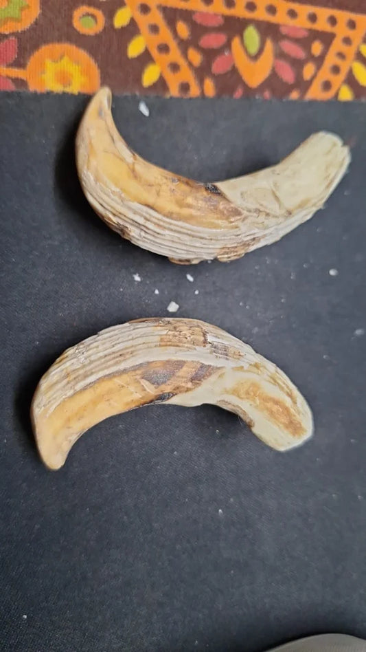 Original Shukar Dant Energized  4-5 cm